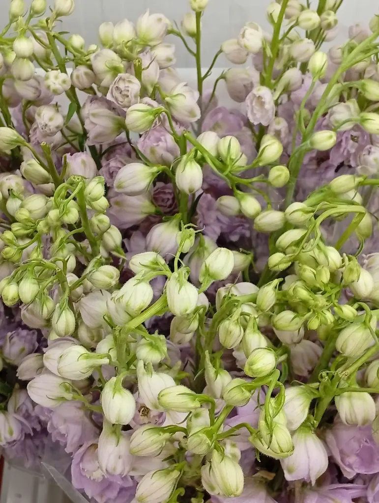 WhatsApp Image 2025-12-15 at 00.24.55.webp