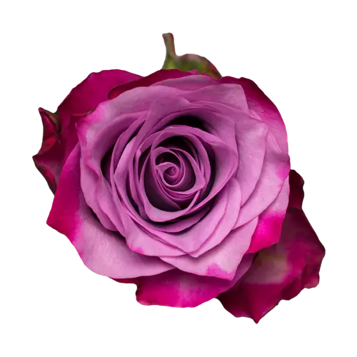 Rose -Deep purple (60)
