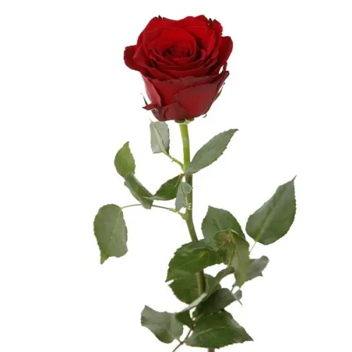 Rose -Explorer (50)