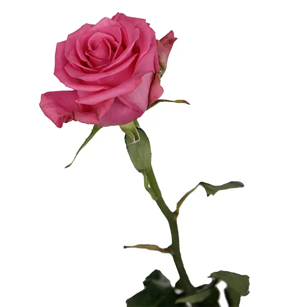 Rose -Tacazi (50)