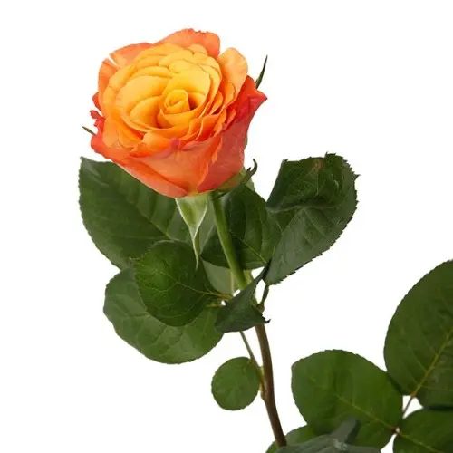 Rose -Confidential (50) 