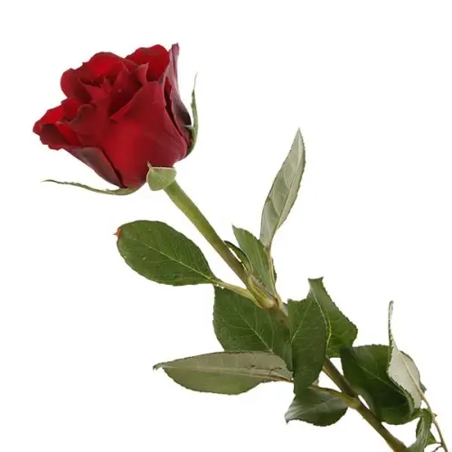 Rose -Ever red (50)