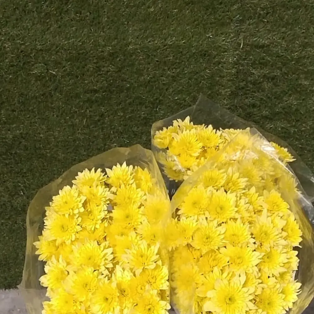 Chr Spray- Bonita yellow (60)