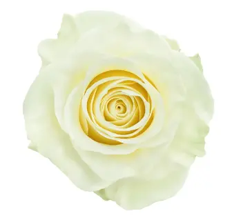 Rose -Mondial (50) EC