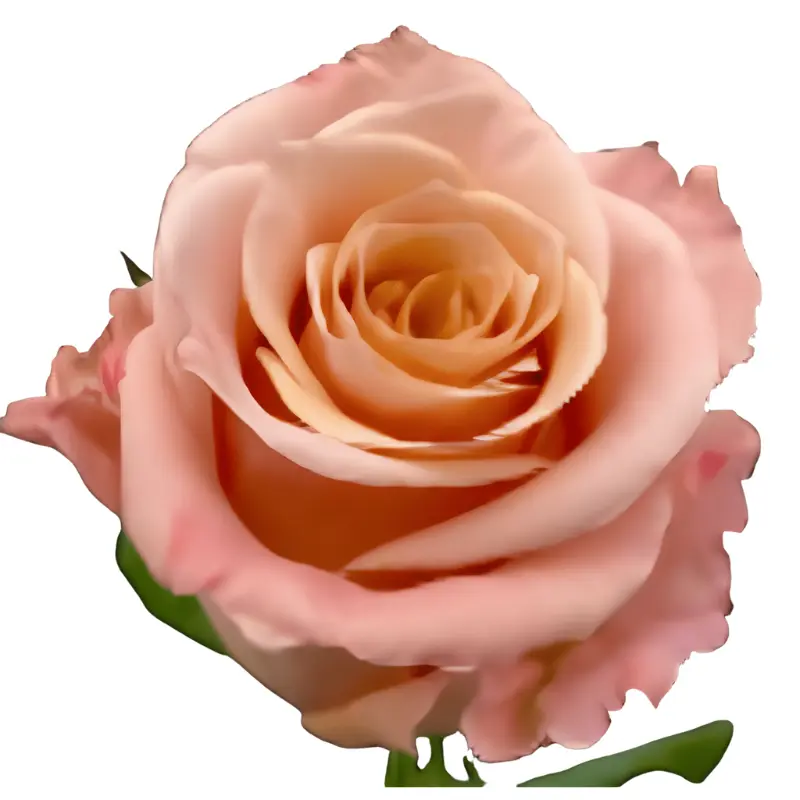 Rose -Shimmer (60) EC