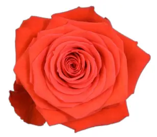 Rose -Nina (50) EC
