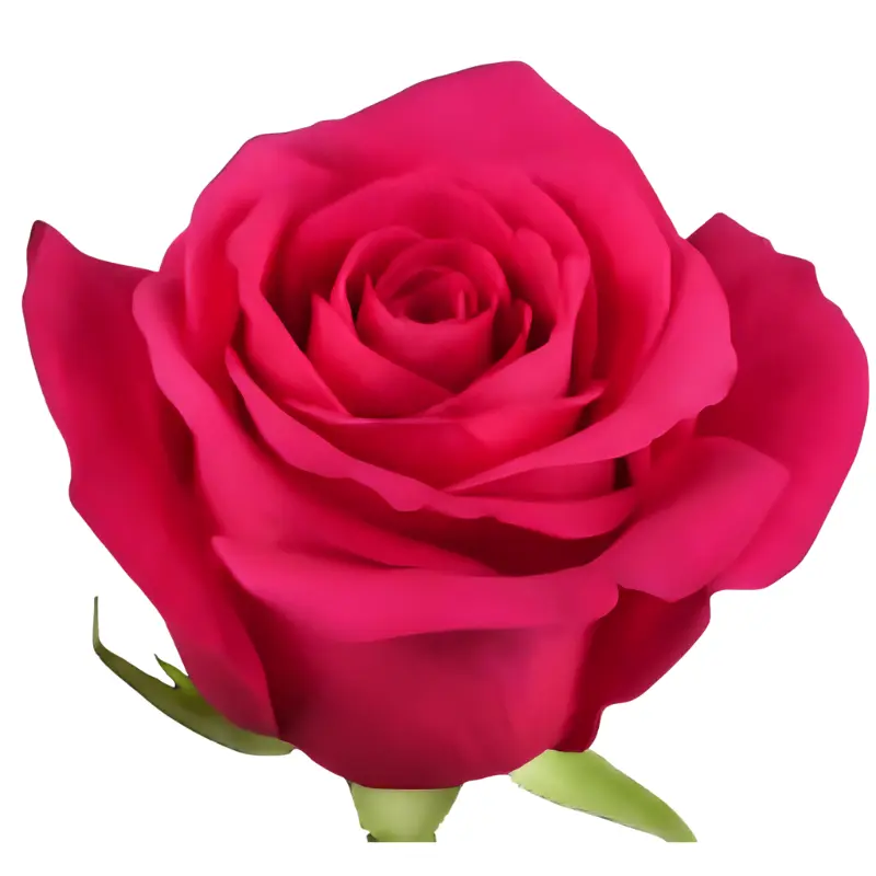 Rose -Pink Floyd (50) E 