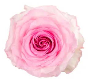 Rose -Mandala (50) EC