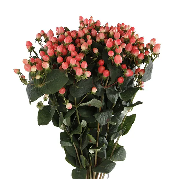 Hypericum - Pink EC (70) 10 Stems