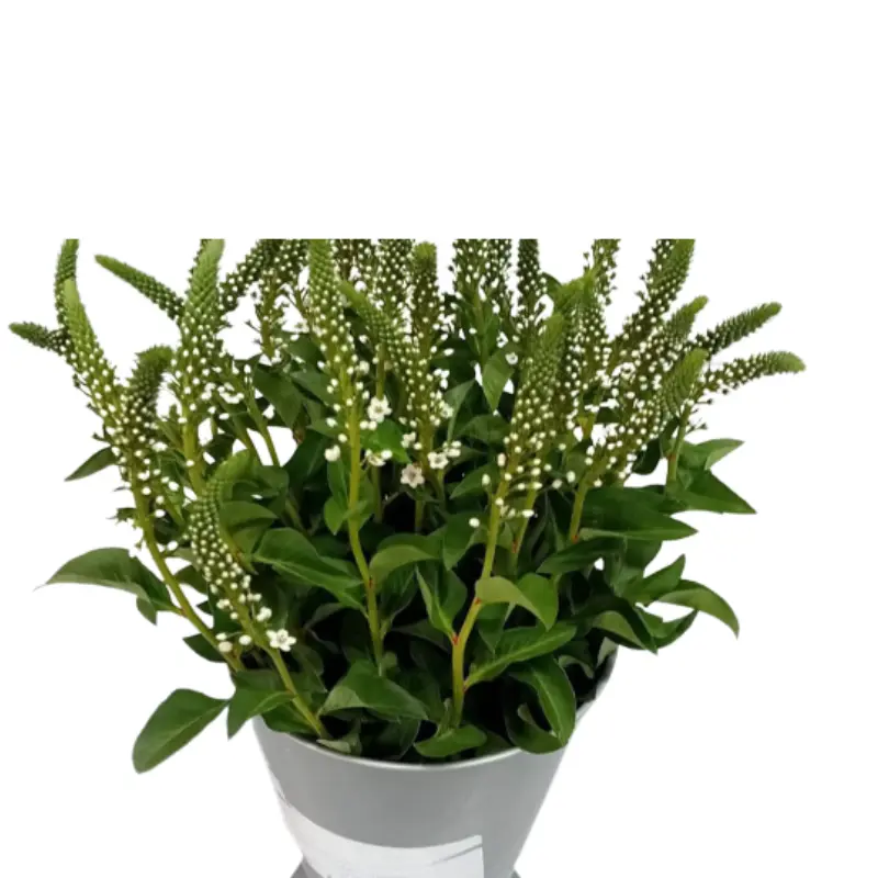 Lysimachia- White(50) 