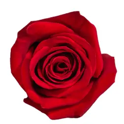 Rose -Freedom (50) EC