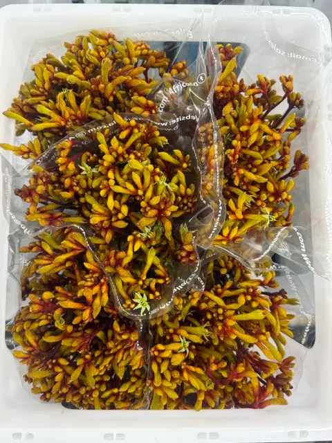 Kangroo Paw - Orange (70)