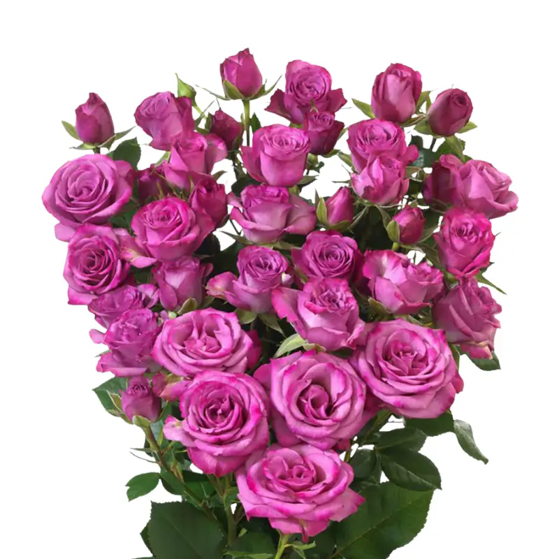 Spray Rose -Fiction (50) 