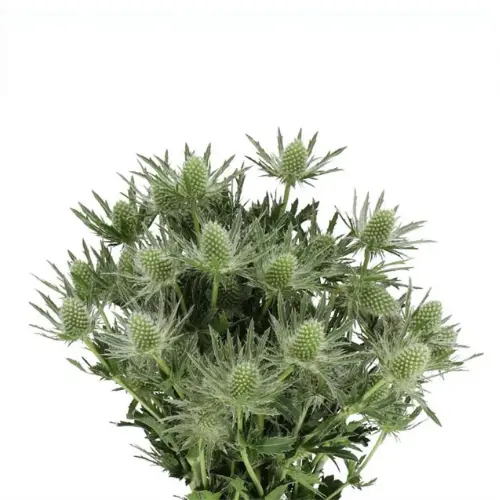 Eryngium-White (60) 