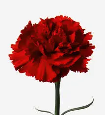 Carnation Single-Red (20-Stems)