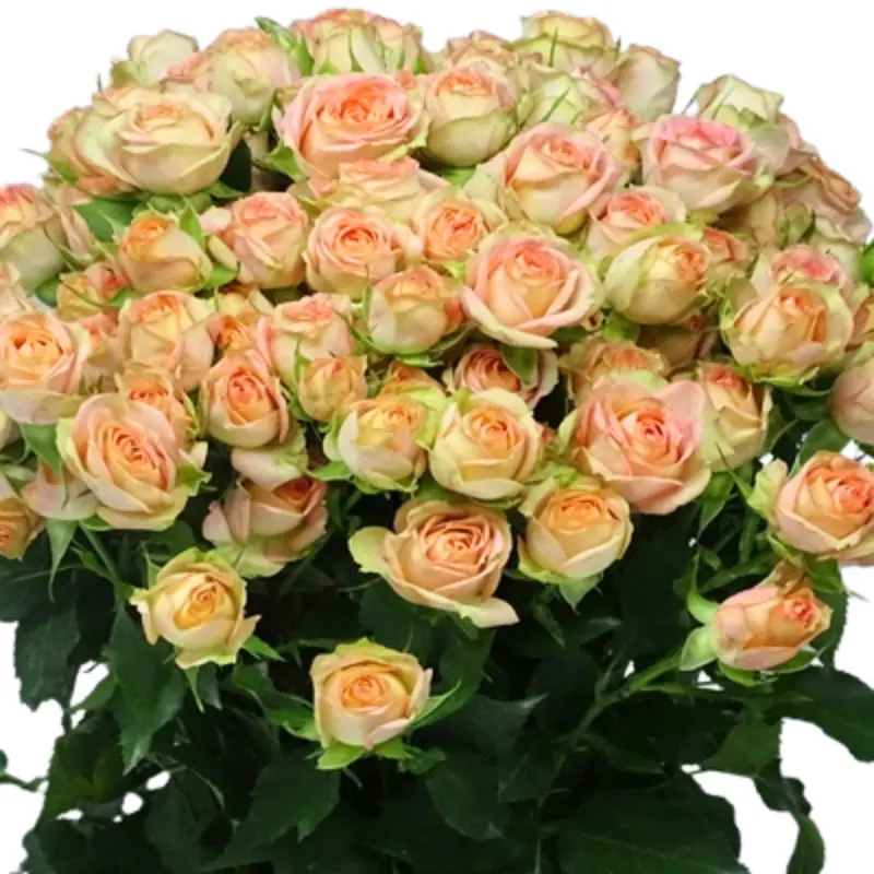 Spray Rose -Azore (60)