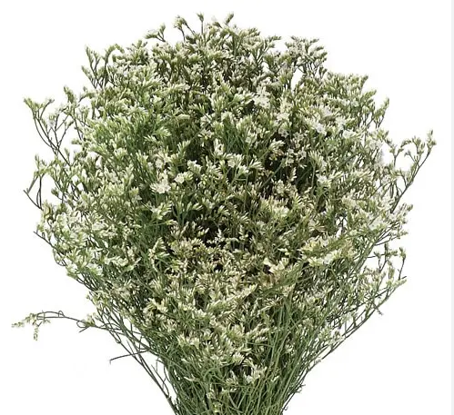 Limonium- White (50)- 5 Stems