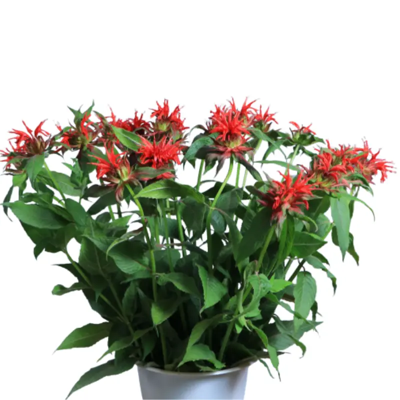 Monarda