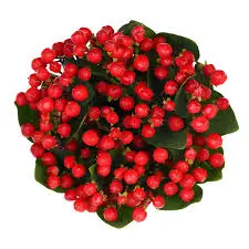 Hypericum- Red (70) 10 Stems