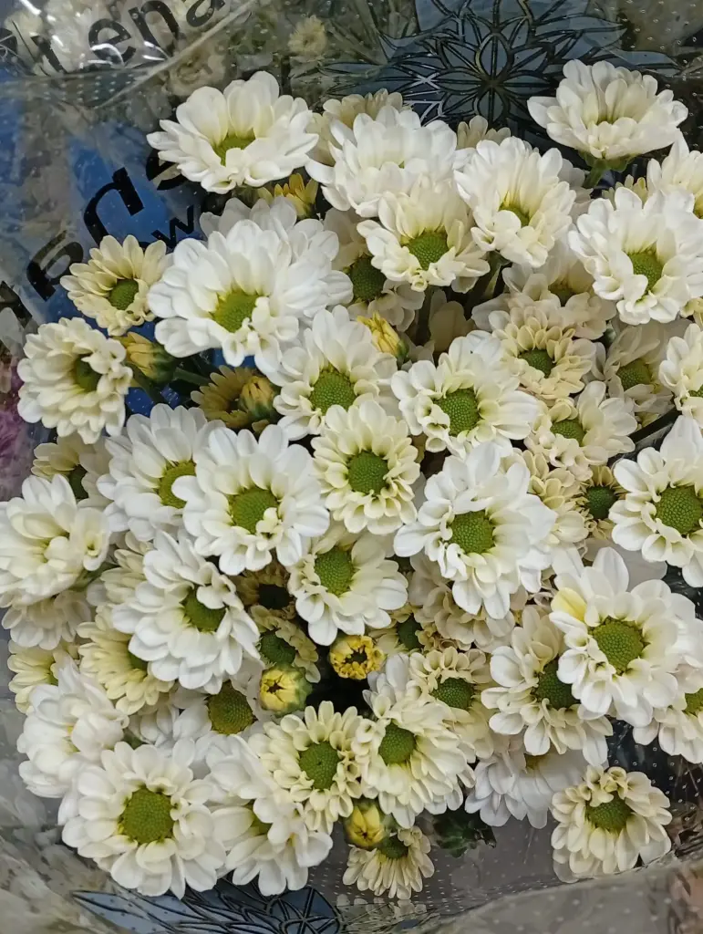 Chr Spray-Rossi Cream