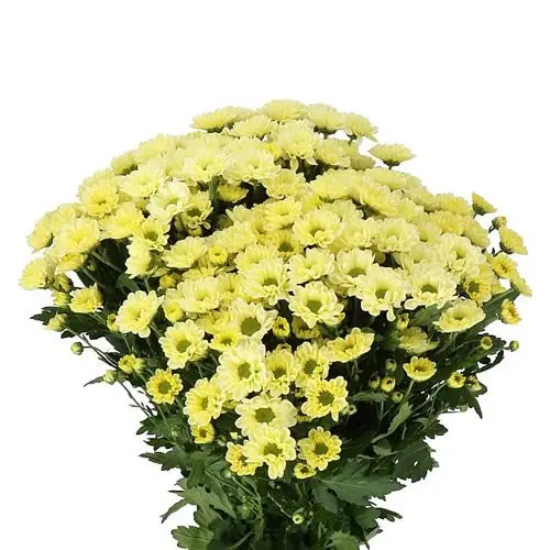 Chr Spray-Rossi Yellow