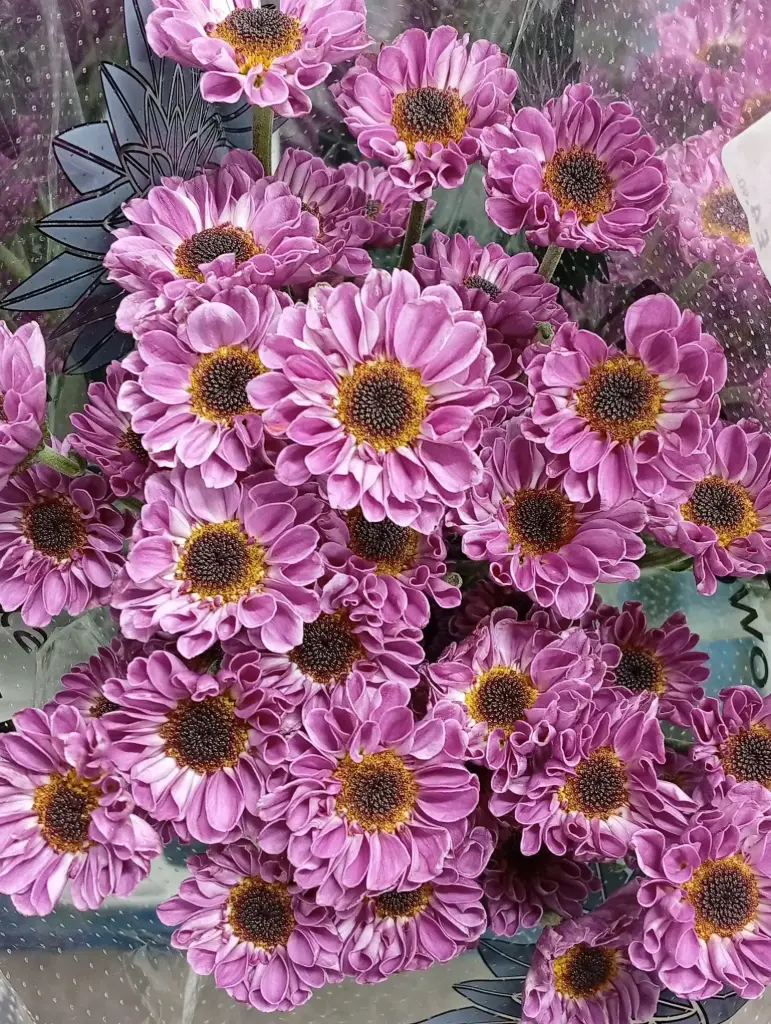 Chr Spray-Rossi Purple