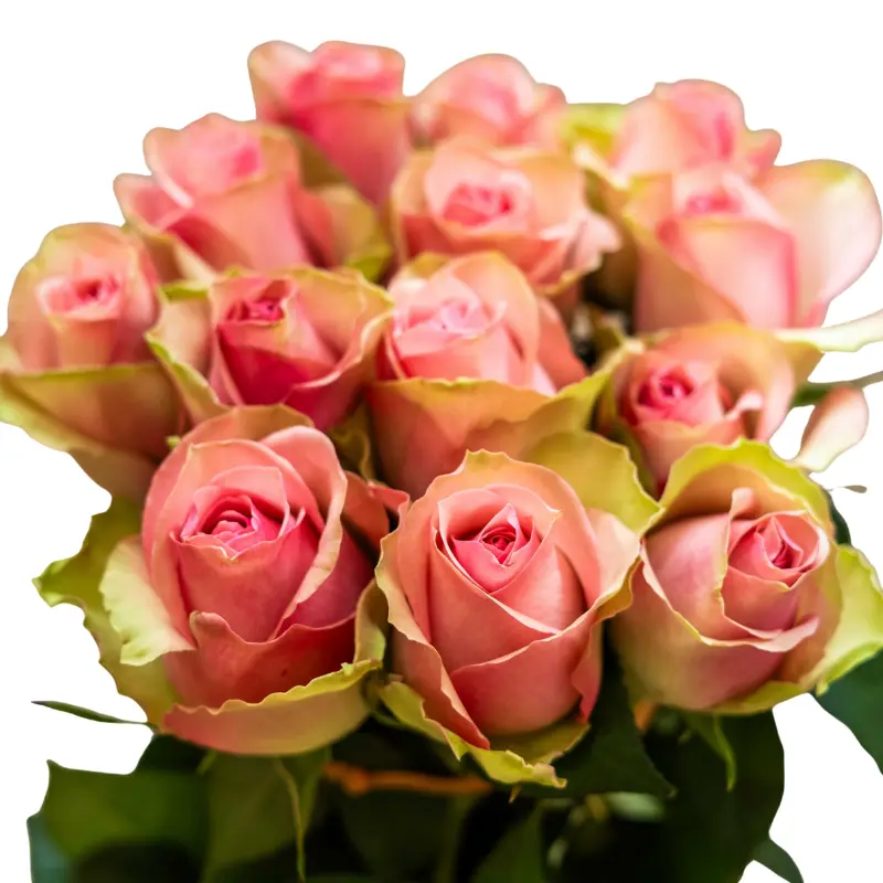 Rose -Bella Rose (60)