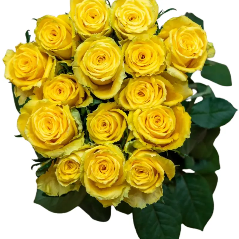 Rose -Good Times (60) 