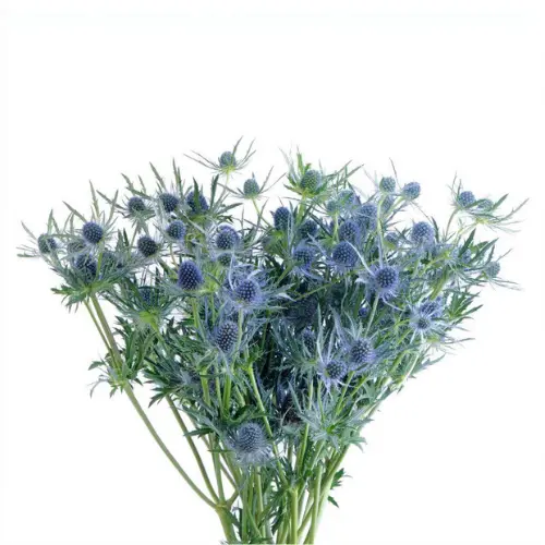 Eryngium-Blue (60)