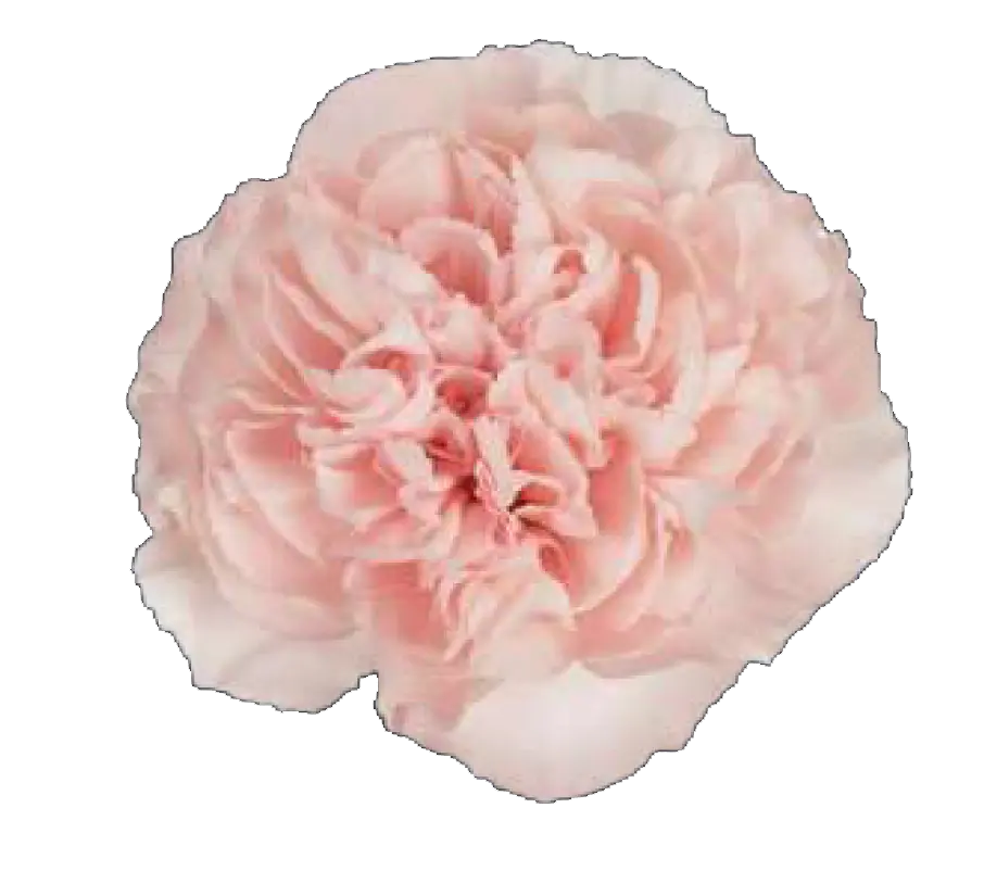 Val-Carnation Single-Light Pink -(20 stems)