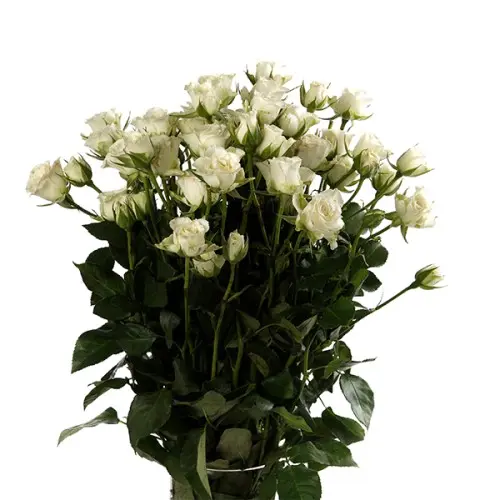 Val-Spray Rose-Snow Flake