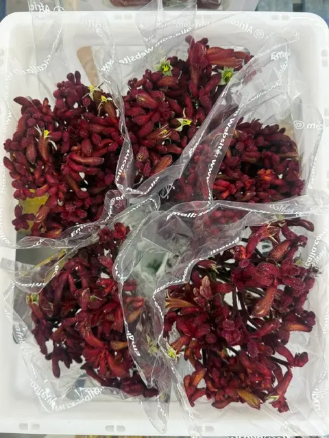 Kangroo Paw - Red (70)