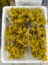 Kangroo Paw - Yellow (70)