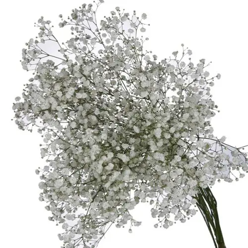 Val- Gypsophilia Excellence (80) 