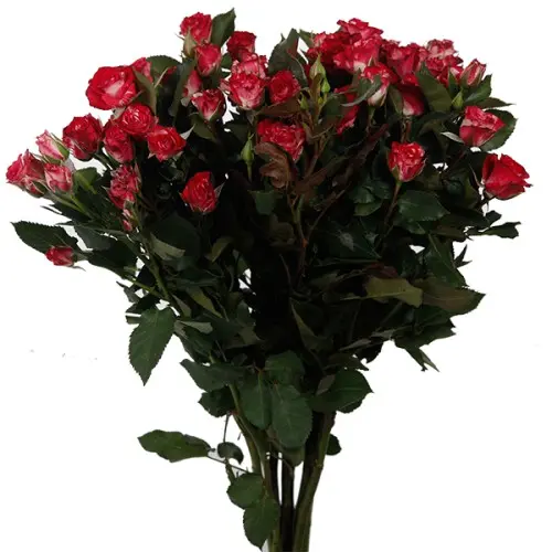 Val-Spray Rose-Fireworks