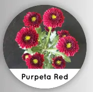 Val-Chr Spray-Purpeta Red
