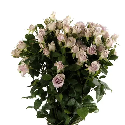Val-Spray Rose-Silver Shadow(50)