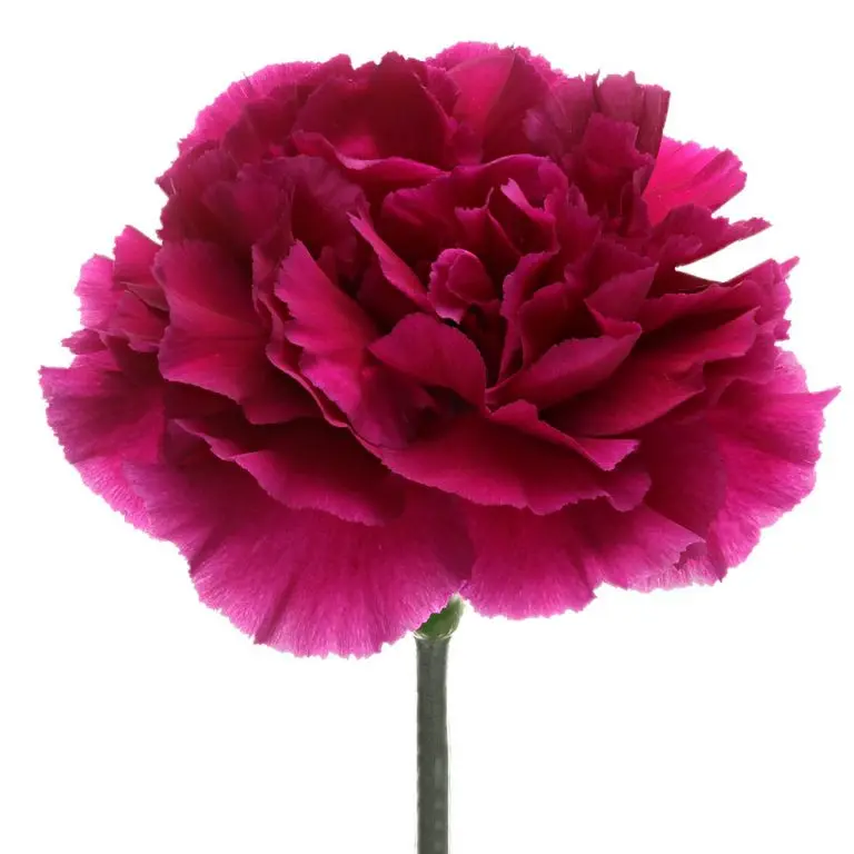 MoD- Carnation Single-Dark Pink - (20 Stems) 