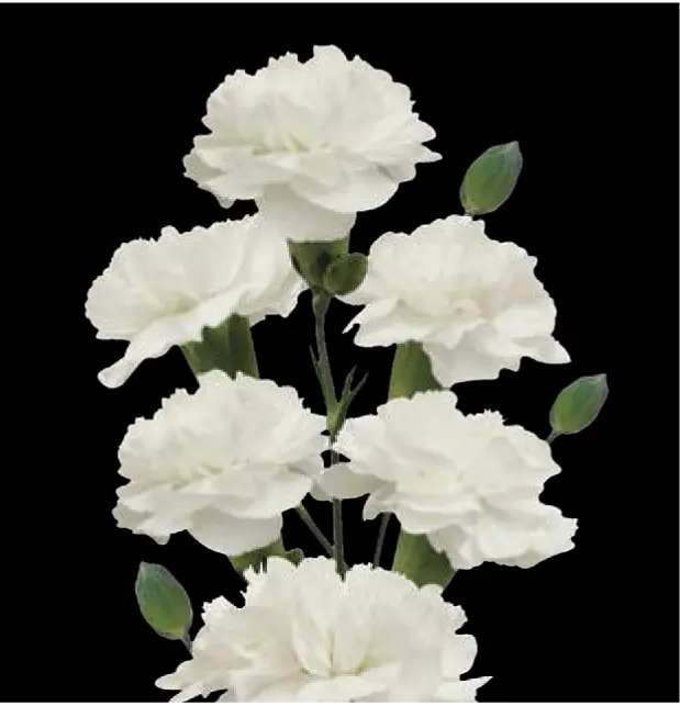 MoD-Carnation Spray-White (50)