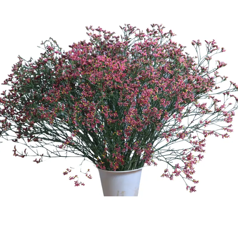 MoD-Limonium- Pink (50) -5 stems