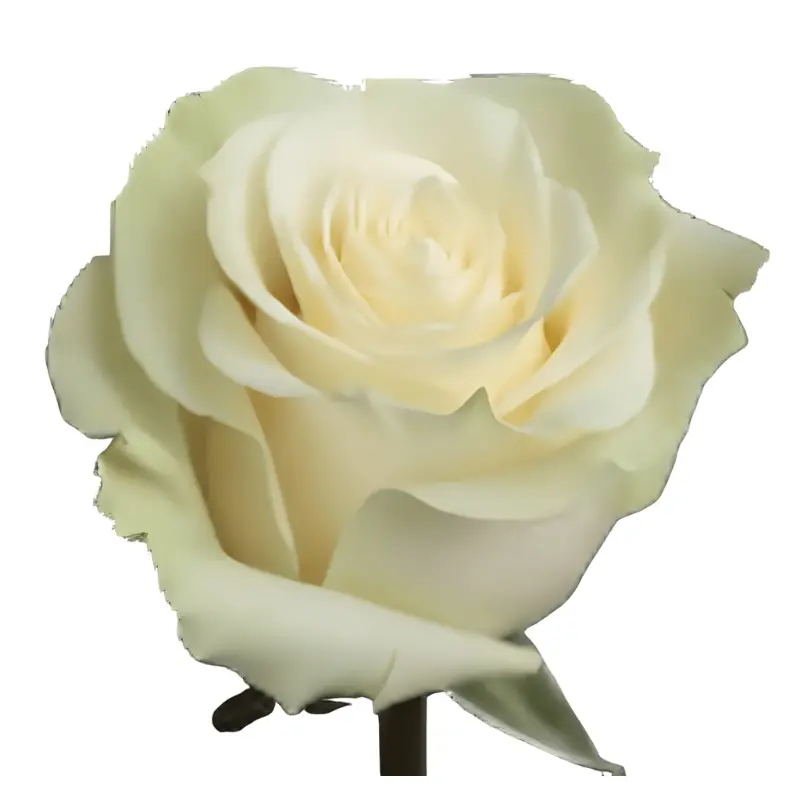 MoD-Rose -Mondial (60) EC