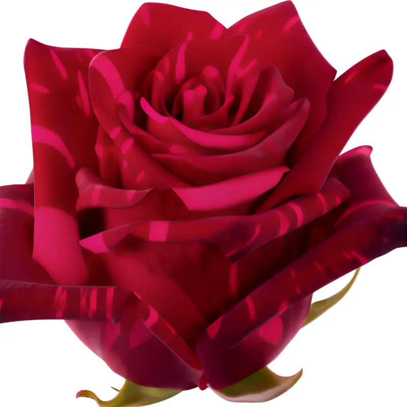 MoD-Rose -Red Panther(60) (EC)