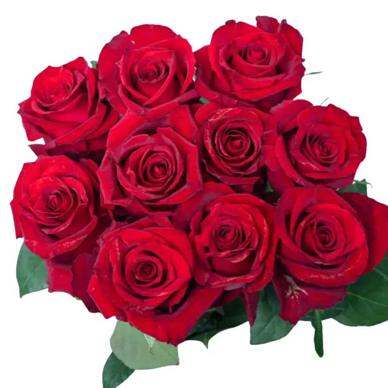 Rose -Ever Red