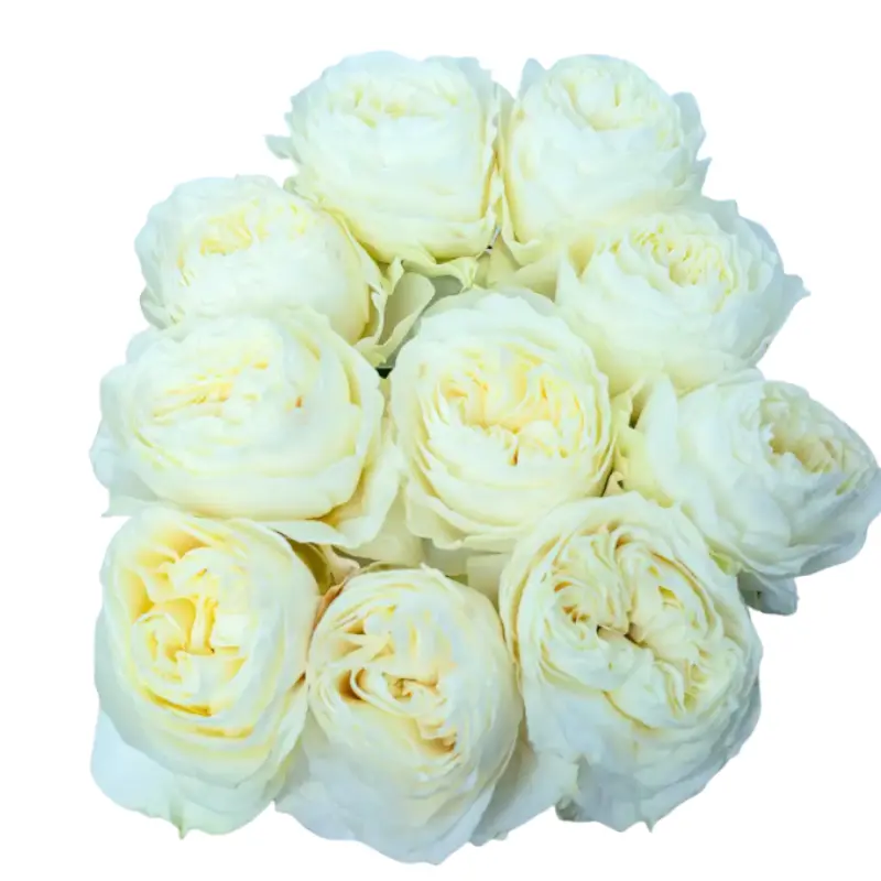 Rose - ColdPlay (60)