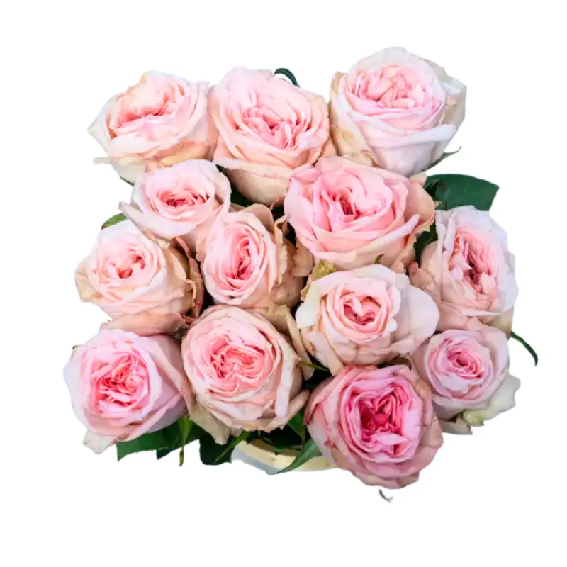 Rose - Pink Ohara (60)