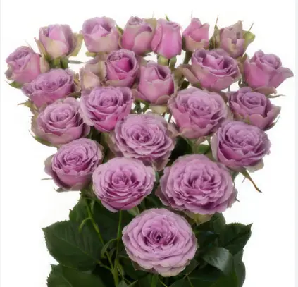 Spray Rose - Purple Sky
