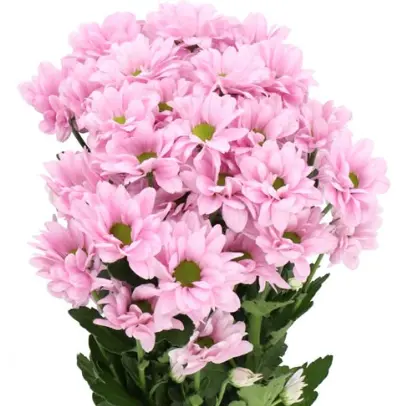 Chr Spray- Candy Pink (60) 