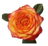 Rose - High Magic (60) EC 