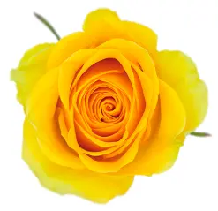 Rose - Brighton (50) EC