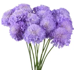 Scabiosa - Lavender (60) 